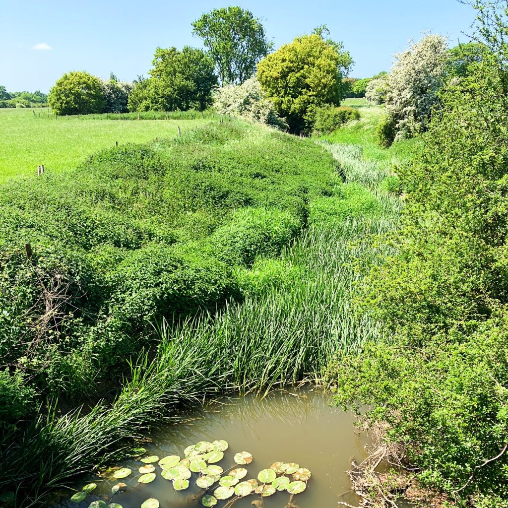 A tranquil small stream featuring lily pads, bordered by vibrant green grass, showcasing a peaceful natural setting.