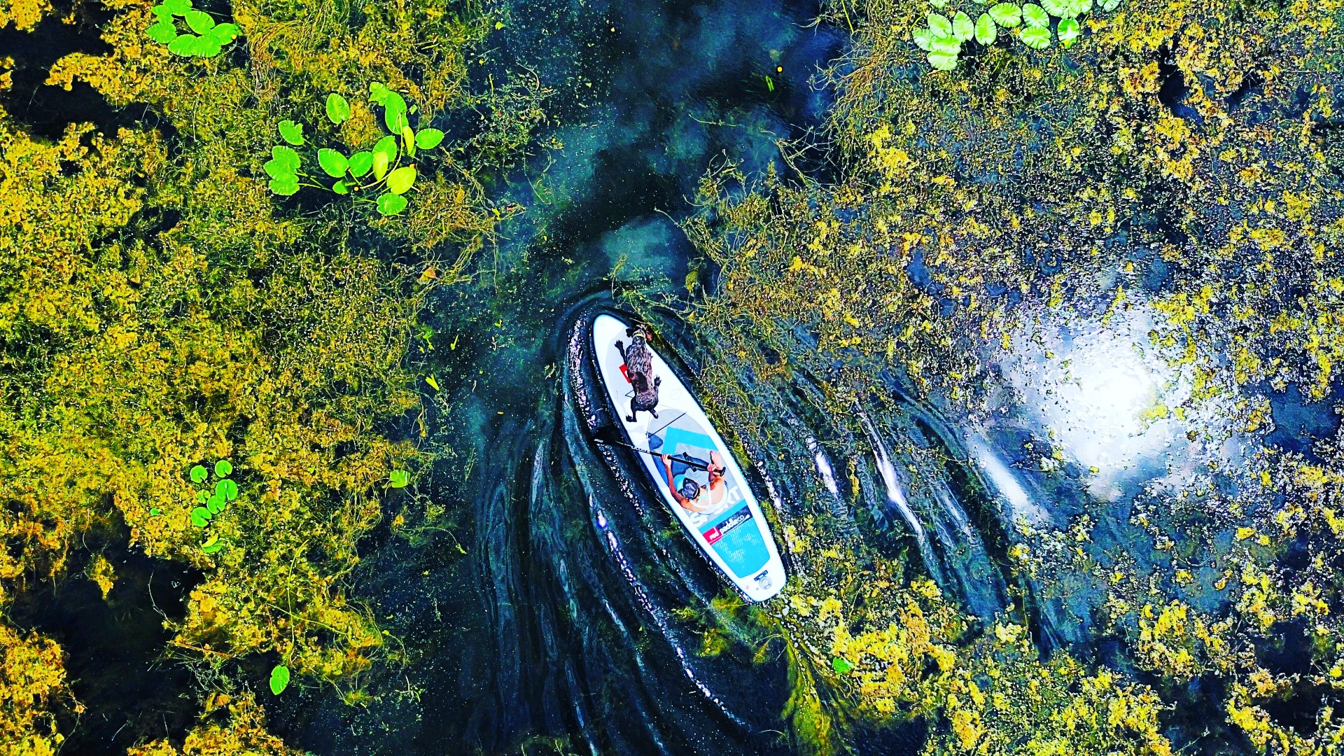 An paddleboard gently floats on calm water, embraced by lush green plants all around, creating a serene natural scene.